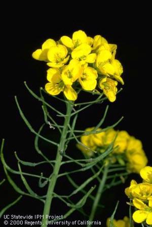 Mustard flowers and seed pods.